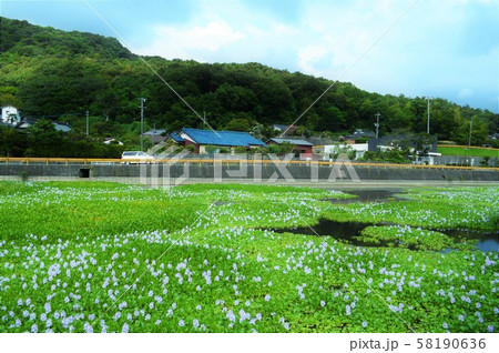 満開のウォーターヒヤシンス 58190636