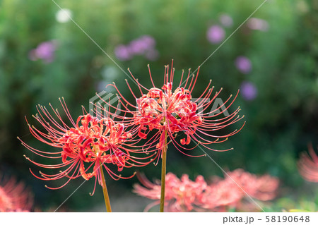 満開の彼岸花 九品寺 満開の彼岸花 九品寺 58190648