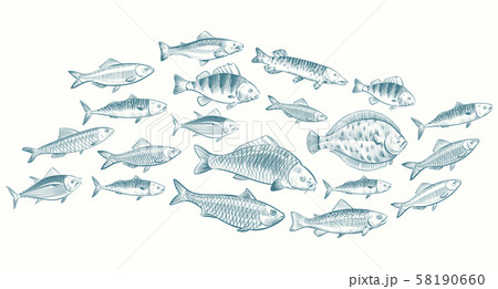 Hand sketched fish vector illustration. Underwater life banner for restaurant menu Hand sketched fish vector illustration. Underwater life banner for restaurant menu 58190660