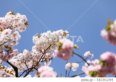 造幣局の桜 58191294