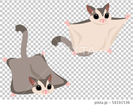 空を飛ぶフクロモモンガのイラストセット(グレー) 空を飛ぶフクロモモンガのイラストセット(グレー) 58191536