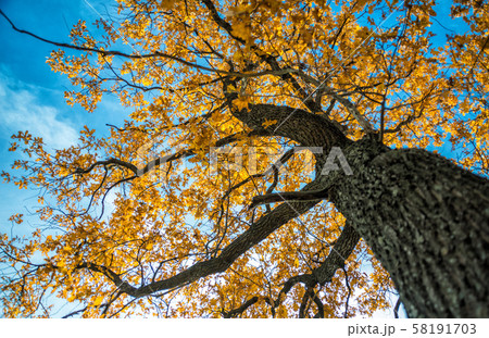 Autumn oak against the blue sky Autumn oak against the blue sky 58191703