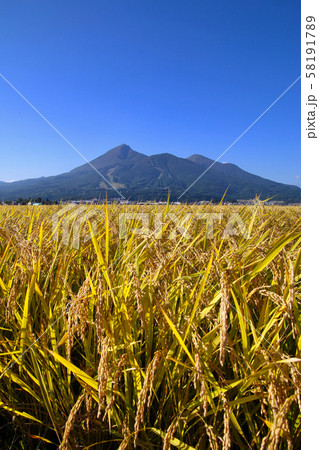 稲穂と磐梯山(福島県・猪苗代町) 稲穂と磐梯山(福島県・猪苗代町) 58191789