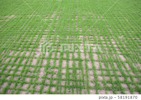Newly sown grass seed on sports field 58191870