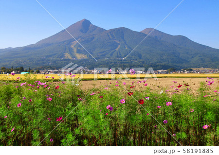 コスモスと磐梯山（福島県・猪苗代町） 58191885