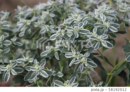 ハツユキソウ 58192012