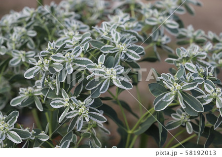 ハツユキソウ ハツユキソウ 58192013