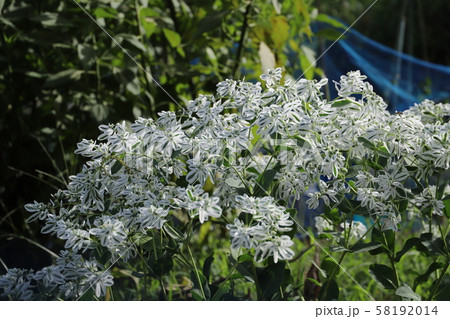 ハツユキソウ 58192014