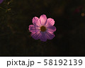 コスモス 58192139