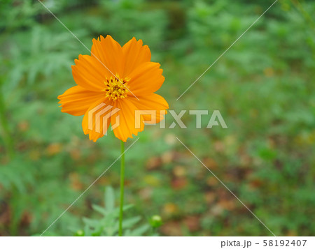 咲き始めたオレンジ色のコスモスの写真素材