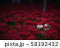 白い彼岸花 58192432