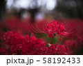 彼岸花 58192433