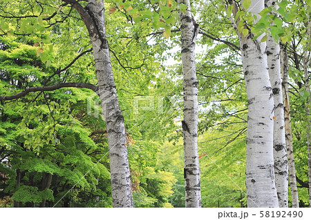 白樺の木 58192490