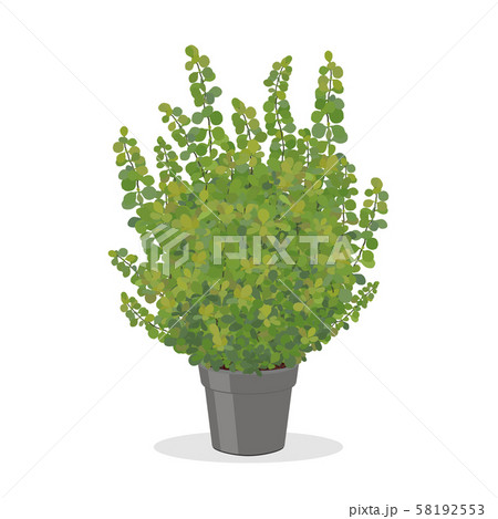 Bright green barberry bush growing in the pot. 58192553