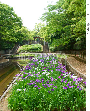 緑に囲まれた花菖蒲 58192884