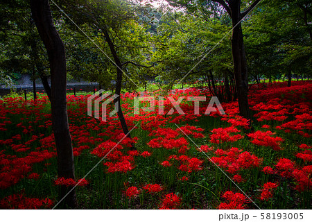 巾着田の曼殊沙華 58193005