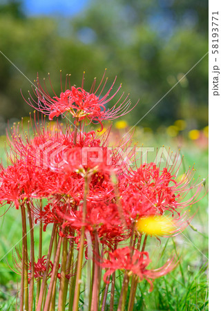 曼珠沙華 58193771