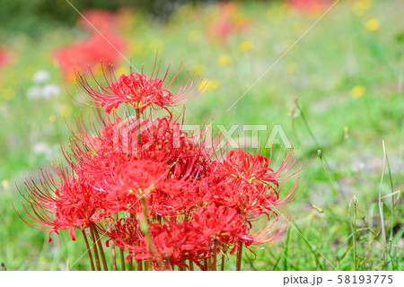 曼珠沙華 58193775