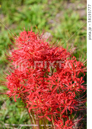 曼珠沙華 58193777