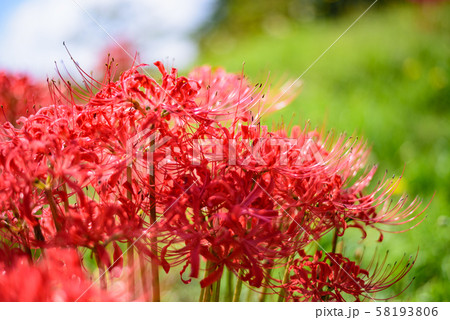 曼珠沙華 58193806