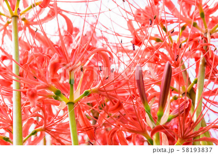 曼珠沙華 曼珠沙華 58193837