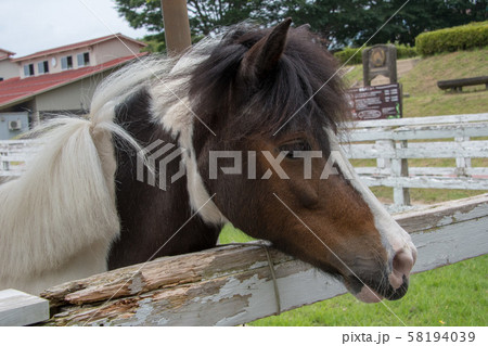蒜山ホースパークの餌をねだるポニー 58194039