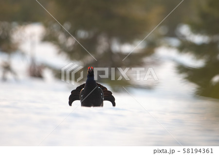 Front view of black grouse cock lekking on snow early in the morning in spring. Front view of black grouse cock lekking on snow early in the morning in spring. 58194361