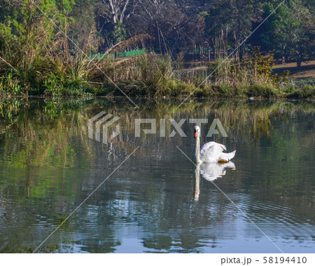 Wild white swan on a lake at botanic garden Wild white swan on a lake at botanic garden 58194410