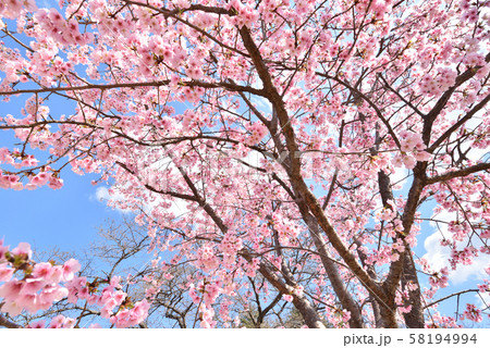 サクラ 58194994