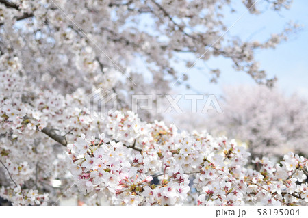 サクラ サクラ 58195004