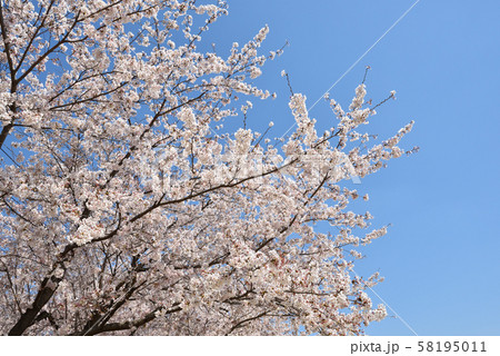 サクラ サクラ 58195011