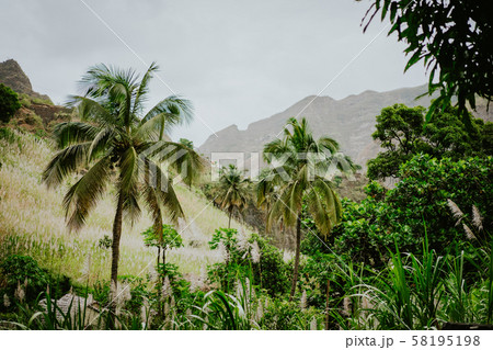 Picturesque ravine and riverbed covered with lush vegetation of banana, mango trees, sugarcane and Picturesque ravine and riverbed covered with lush vegetation of banana, mango trees, sugarcane and 58195198