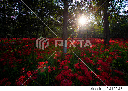 巾着田の曼殊沙華 巾着田の曼殊沙華 58195824