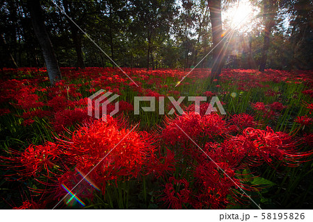 巾着田の曼殊沙華 58195826