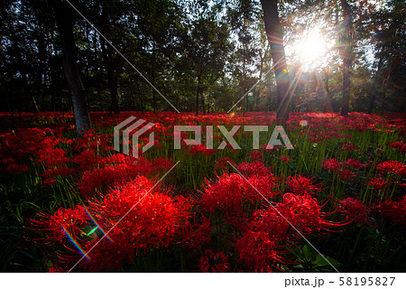 巾着田の曼殊沙華 58195827