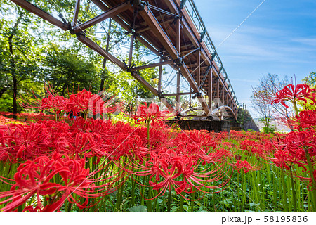 巾着田の曼殊沙華 58195836