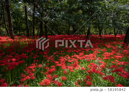 巾着田の曼殊沙華 58195842