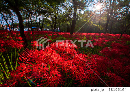 巾着田の曼殊沙華 58196164