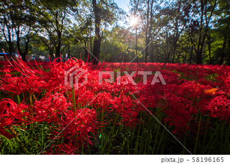 巾着田の曼殊沙華 58196165