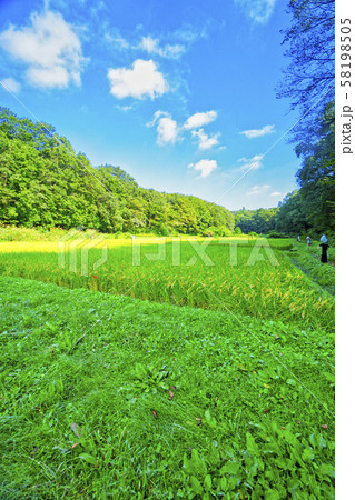稲刈り直前の岸たんぼ 58198505