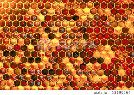 Background texture and pattern of a section of wax honeycomb from a bee hive filled with golden 58199564