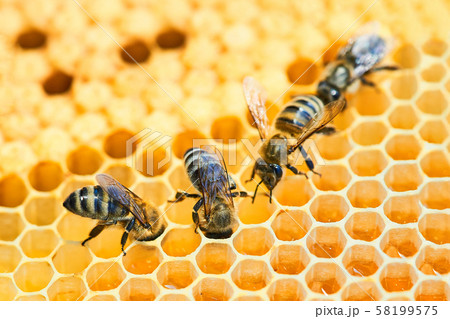 Bee Stock Photo - Download Image Now - Bee, Honeycomb - Animal Creation,  Beehive - iStock