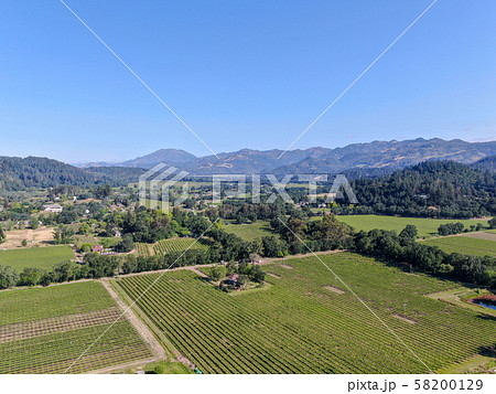 Aerial view of vineyard in Napa Valley 58200129