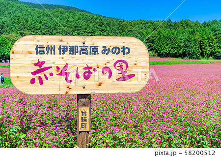 赤そばの花 【長野県】 赤そばの花 【長野県】 58200512