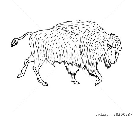 Vector hand drawn sketch wild american bison ox 58200537