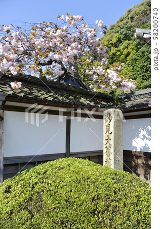 本長寺の桜 58200740