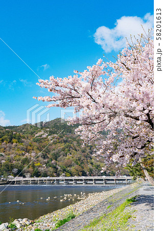 京都 嵐山の桜の写真素材