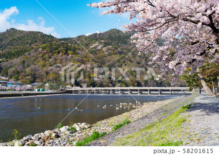 京都・嵐山の桜 58201615