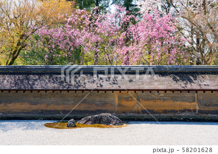 京都・龍安寺の桜 京都・龍安寺の桜 58201628