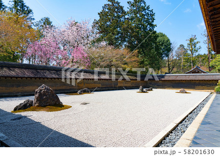 京都・龍安寺の桜 58201630